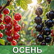 Питомник ОСЕНЬ 2026 Питомник ОСЕНЬ 2026