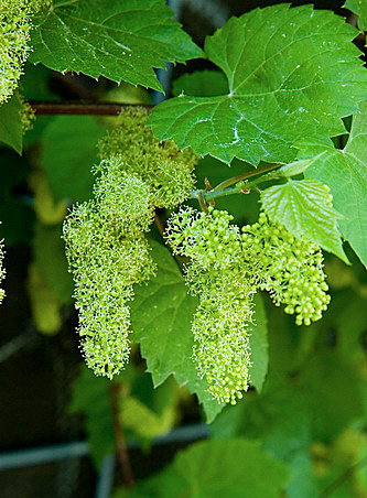 Виноград Ляна | Подробное описание, фото , выращивание, купить