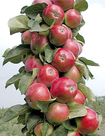 Сорт яблони румянка свердловская фото
