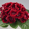 Цветок Глоксиния Импресс Ред (5 шт.)