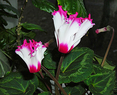 Цикламен цветок фото