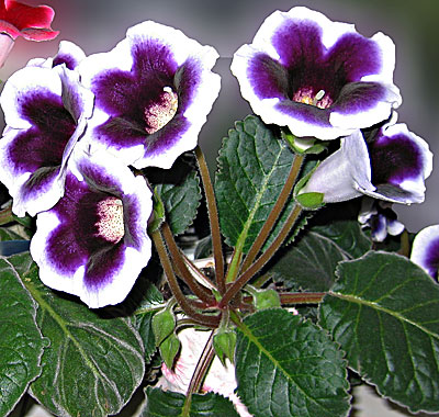 Глоксиния фиолетовая с белой каймой фото название