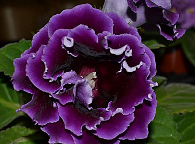 Глоксиния фиолетовая с белой каймой фото название