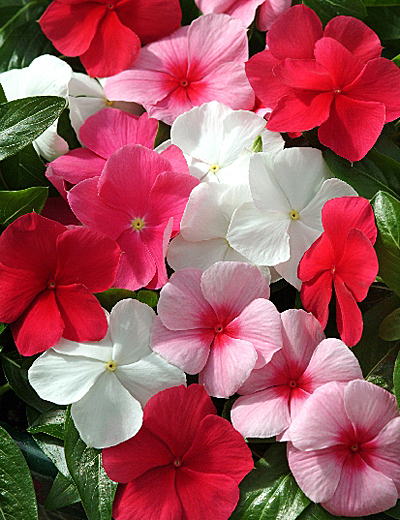 Катарсис цветок фото